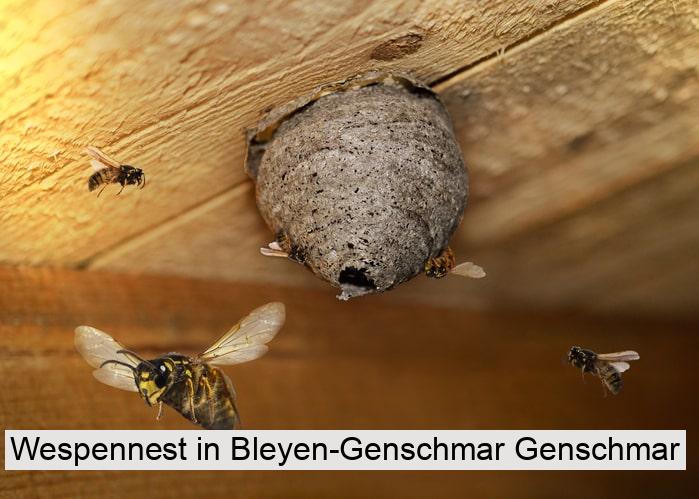 Wespennest in Bleyen-Genschmar Genschmar